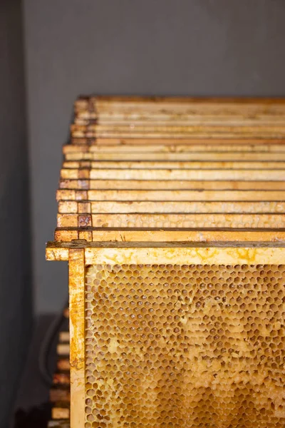 Empty Bee Frame Honey Stock Picture
