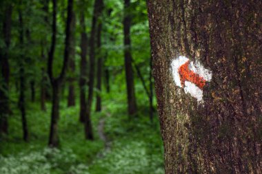 Ormandaki bir ağaca boyanmış ok.