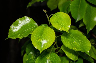Ormanda yağmurdan sonra yeşil yaprak