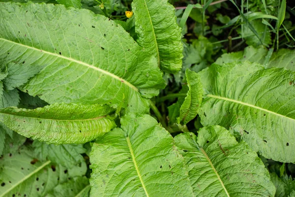 Grünes Gras Auf Dem Feld Nach Dem Regen — Stockfoto