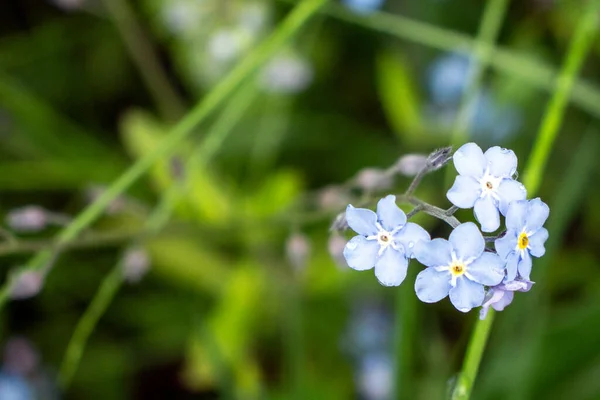 Zielona Trawa Niebieskie Kwiaty Polu Deszczu — Zdjęcie stockowe