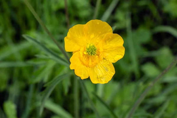 雨の後の畑の緑の草と黄色の花 — ストック写真