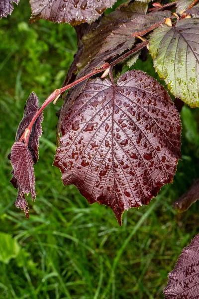 Green Grass Burgundy Hazel Leaves Field Rain — Stock Photo, Image