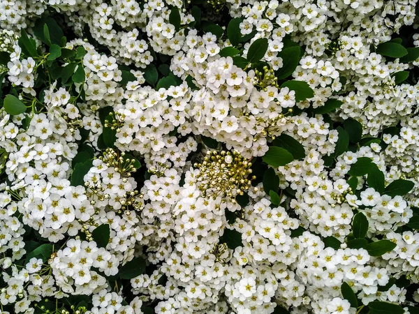 Herbe Verte Fleurs Camomille Blanche Sur Champ Après Pluie — Photo