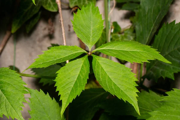 Zielony Bluszcz Liście Lesie — Zdjęcie stockowe