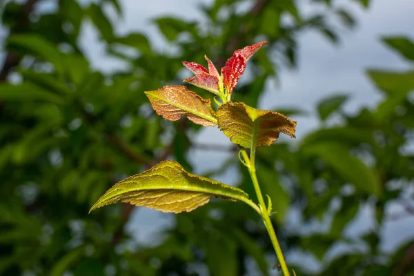 Zelené Červené Listy Švestkového Stromu — Stock fotografie