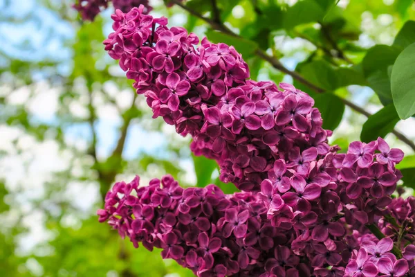 Burgundy lilac color in the garden
