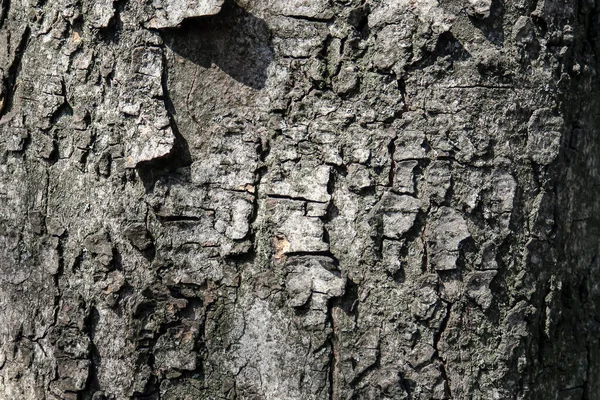 Kestane Ağacının Eski Gri Kabuğu — Stok fotoğraf