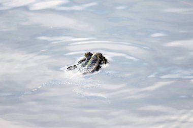 Yeşil kurbağa suda yüzer.