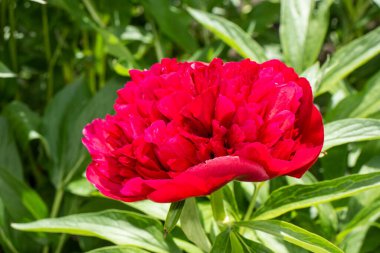 Bahçedeki kırmızı şakayıklar yeşil arka planda