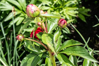 Bahçedeki kırmızı şakayıklar yeşil arka planda