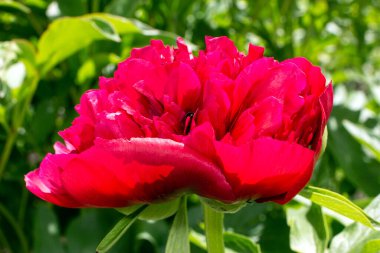 Bahçedeki kırmızı şakayıklar yeşil arka planda