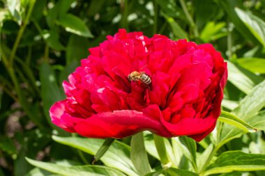 Bahçedeki kırmızı şakayıklar yeşil arka planda