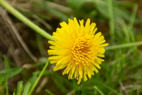 緑の草を背景に黄色のタンポポ — ストック写真