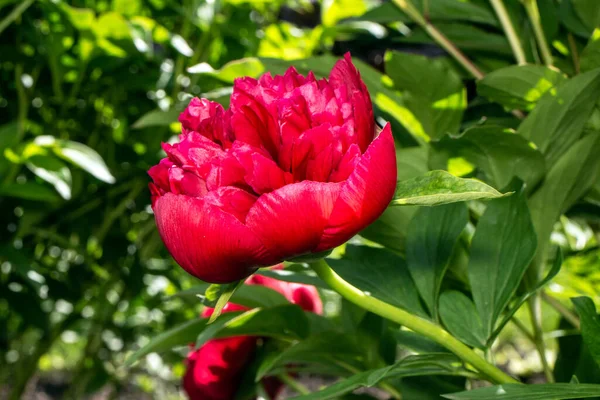 Peonías Rojas Jardín Sobre Fondo Verde — Foto de Stock