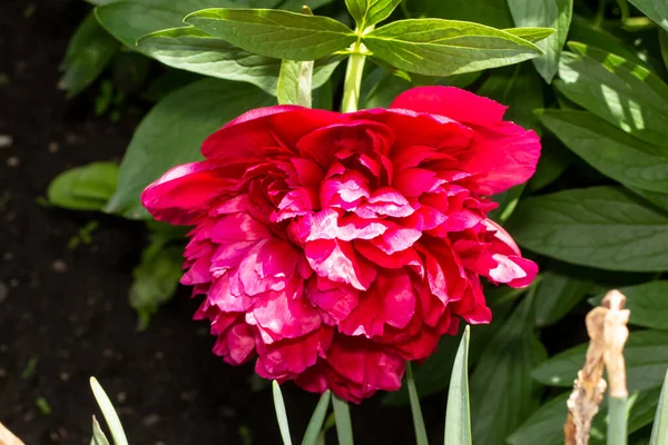 Peonie Rosse Giardino Sfondo Verde — Foto Stock