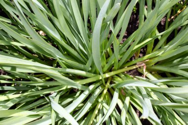 Ormanda yeşil, doymuş yapraklar.