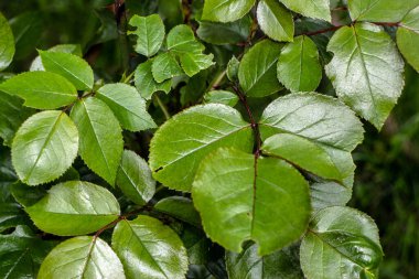 Ormanda yeşil, doymuş yapraklar.