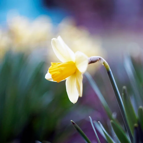 Yellow Tulips Bloomed Garden Spring — Stock Photo, Image