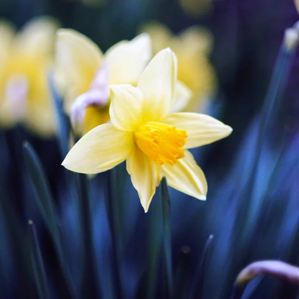 Yellow Tulips Bloomed Garden Spring — Stock Photo, Image