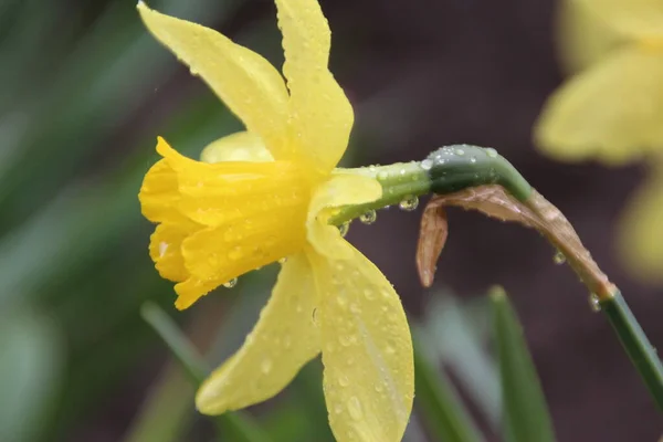 Yellow Tulips Bloomed Garden Spring — Stock Photo, Image