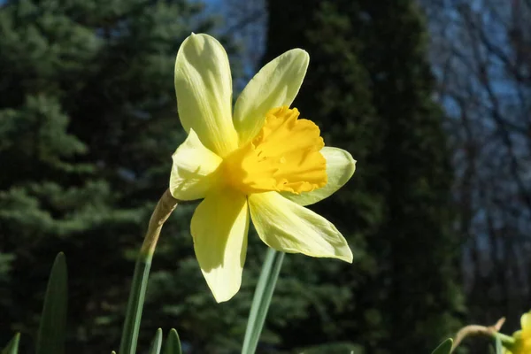Tulipanes Amarillos Florecieron Jardín Primavera —  Fotos de Stock