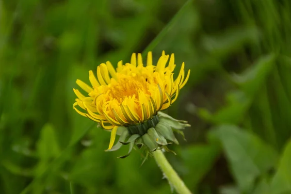 Yellow Dandelion Background Grass — Stock Photo, Image