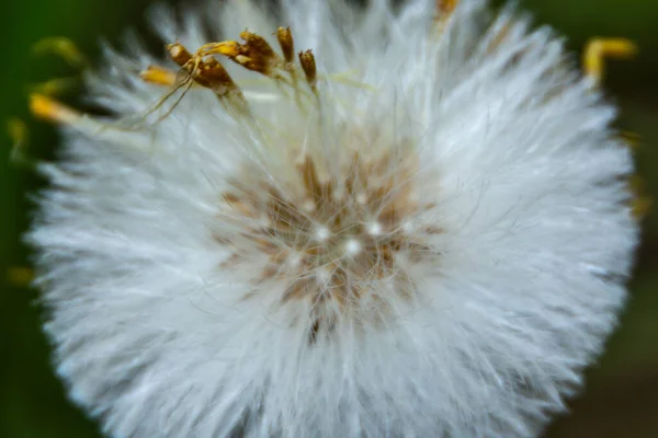 Çimenlerin Üzerinde Beyaz Karahindiba Rengi — Stok fotoğraf