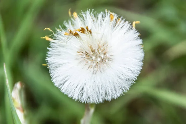 White Dandelion Color Background Grass — Stock Photo, Image