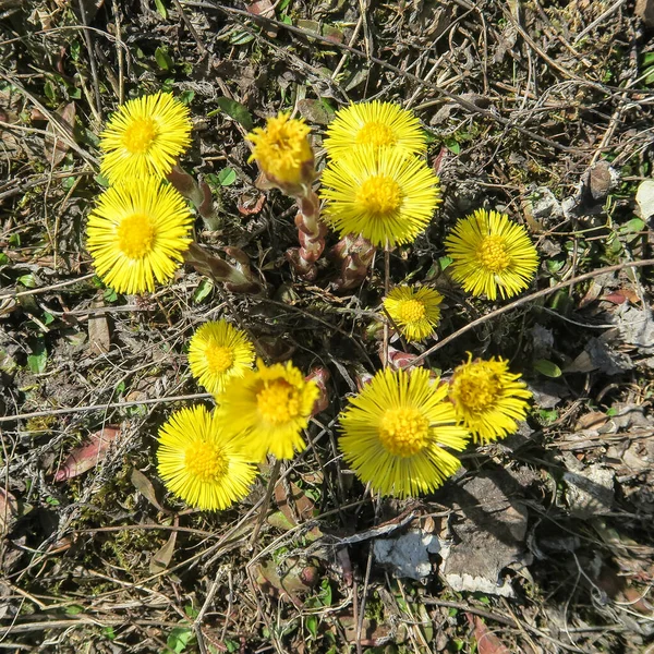 Gelber Löwenzahn Auf Einem Hintergrund Aus Gras — Stockfoto