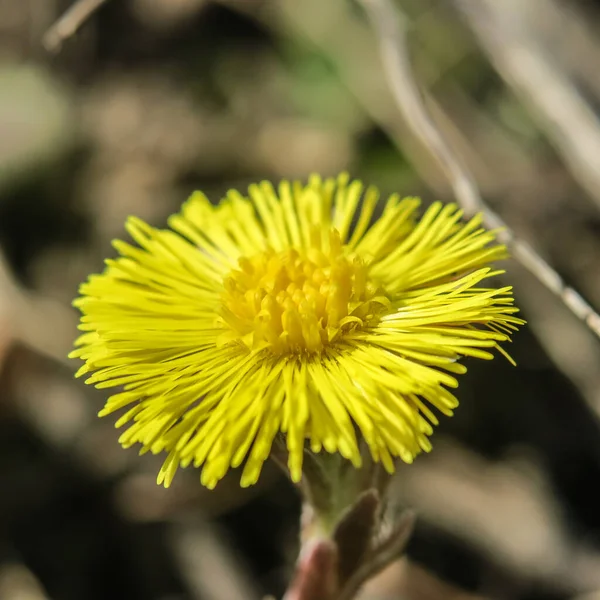 Gele Paardebloem Een Achtergrond Van Gras — Stockfoto