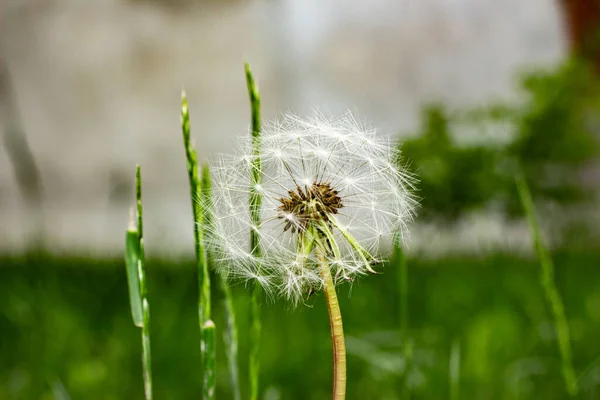 Белый Цвет Одуванчика Фоне Травы — стоковое фото
