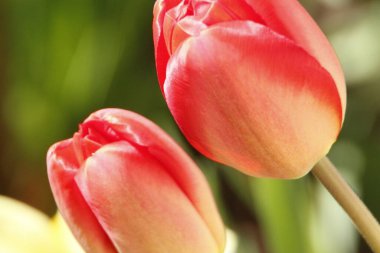 Bahçedeki otların arka planında kırmızı laleler