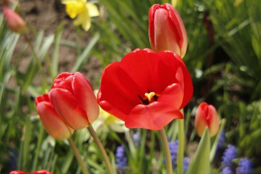 Bahçedeki otların arka planında kırmızı laleler