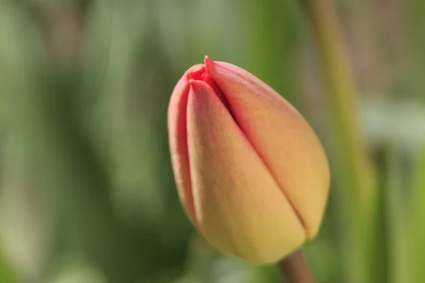 Rode Tulpen Een Achtergrond Van Gras Tuin — Stockfoto