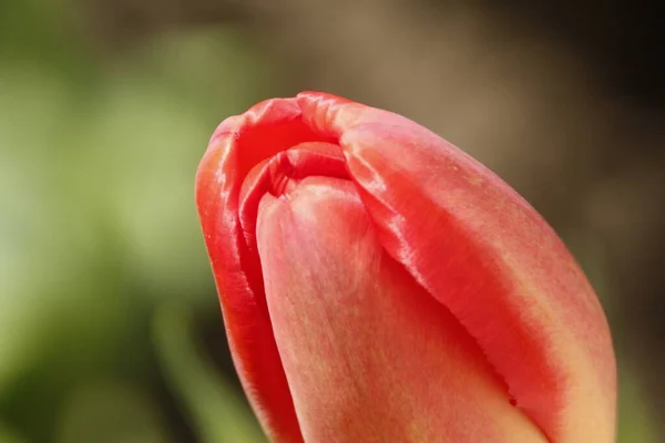 Tulipas Vermelhas Fundo Grama Jardim — Fotografia de Stock