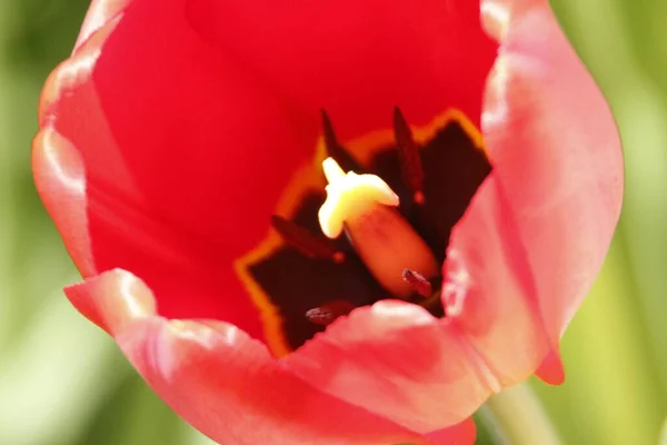 Tulipanes Rojos Sobre Fondo Hierba Jardín — Foto de Stock