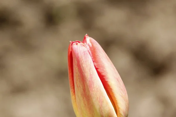 Tulipanes Rojos Sobre Fondo Hierba Jardín — Foto de Stock