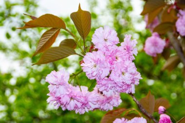 Bahçedeki bir ağaçta Japon kirazının pembe çiçekleri.