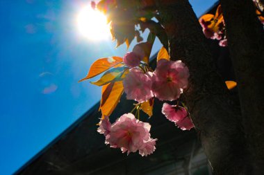 Bahçedeki bir ağaçta Japon kirazının pembe çiçekleri.
