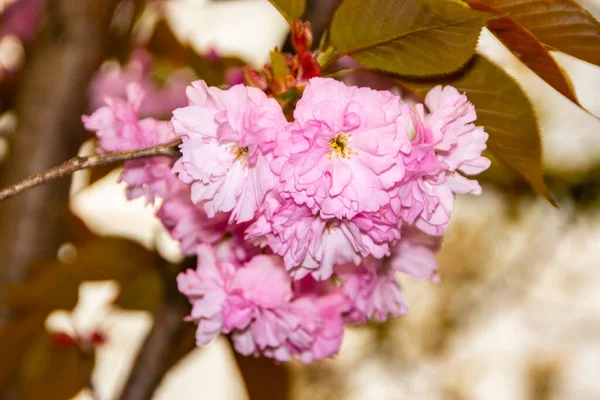 Pink Blossom Japanese Cherry Tree Garden — Stock Photo, Image