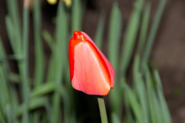 Bahçede yeşil arka planda kırmızı laleler
