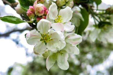 Bahçede yeşil bir arka planda beyaz elma çiçeği