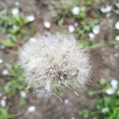 Bahçedeki beyaz karahindiba çiçeği