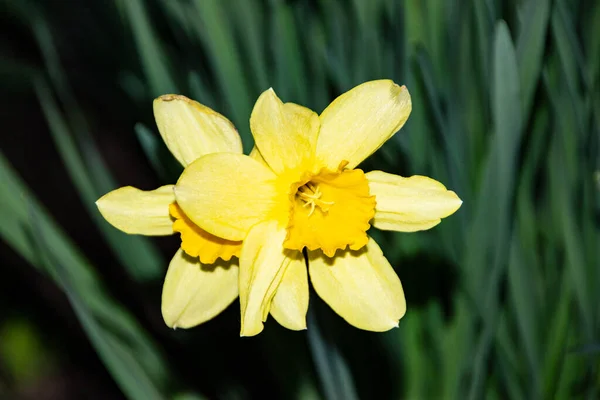 Gula Blommor Påskliljor Trädgården — Stockfoto