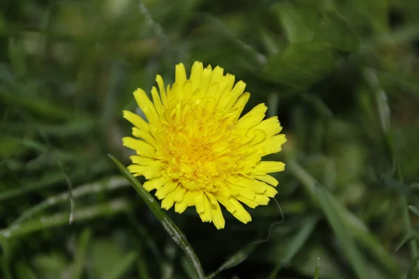 Yellow color dandelion flower in the garden