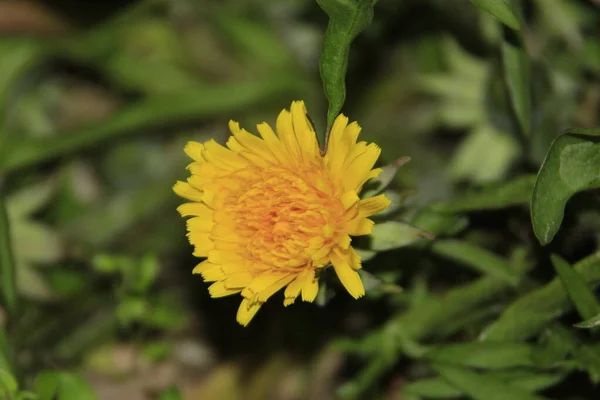 Gul Färg Maskros Blomma Trädgården — Stockfoto