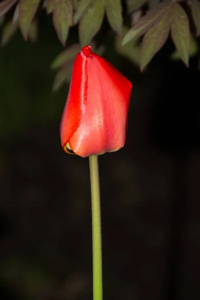 Červené Tulipány Zeleném Pozadí Zahradě — Stock fotografie