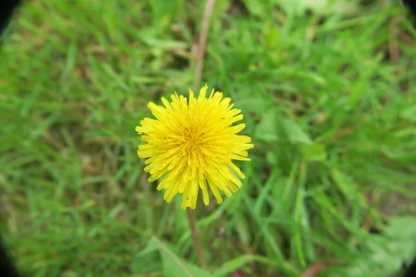 Cor Amarela Flor Dente Leão Jardim — Fotografia de Stock