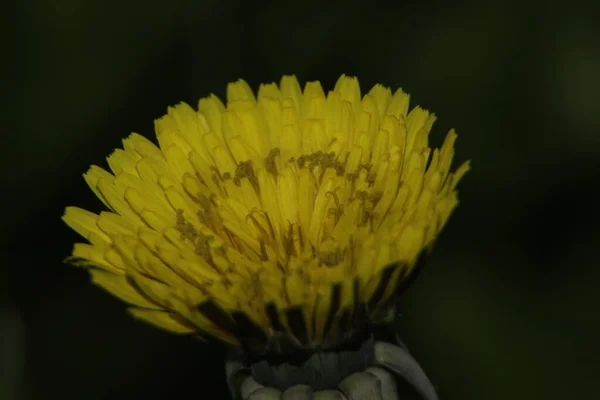 Couleur Jaune Fleur Pissenlit Dans Jardin — Photo